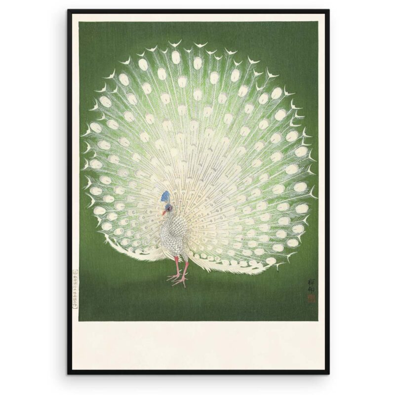 Plakat - Hvid Påfugl - Ohara Koson japansk træsnit - Aruhana