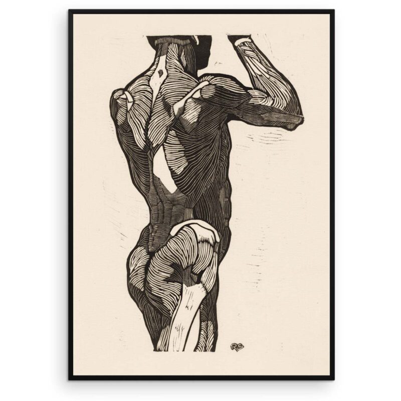 Plakat - Anatomisk træsnit - Studie af en stående mands ryg og glutes-muskler - Aruhana