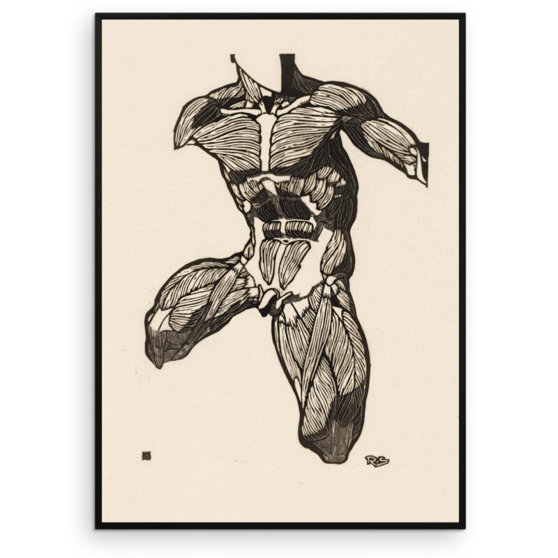Plakat - Anatomisk træsnit - Studie af en mands torso, hals og lårmuskler - Aruhana