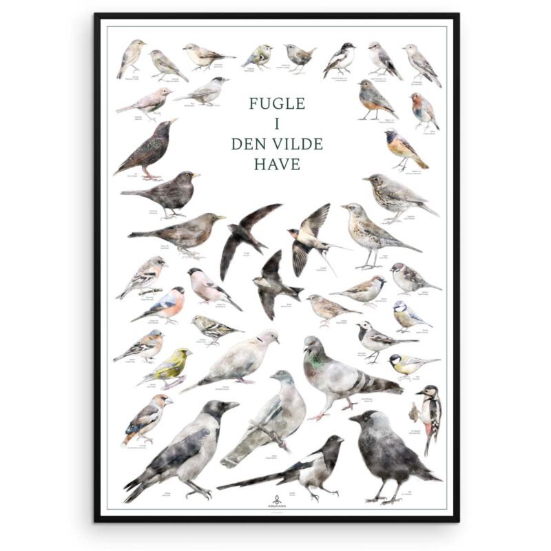 Fugleplakat - Fugle i den vilde have - Original plakat med havens fugle - Aruhana