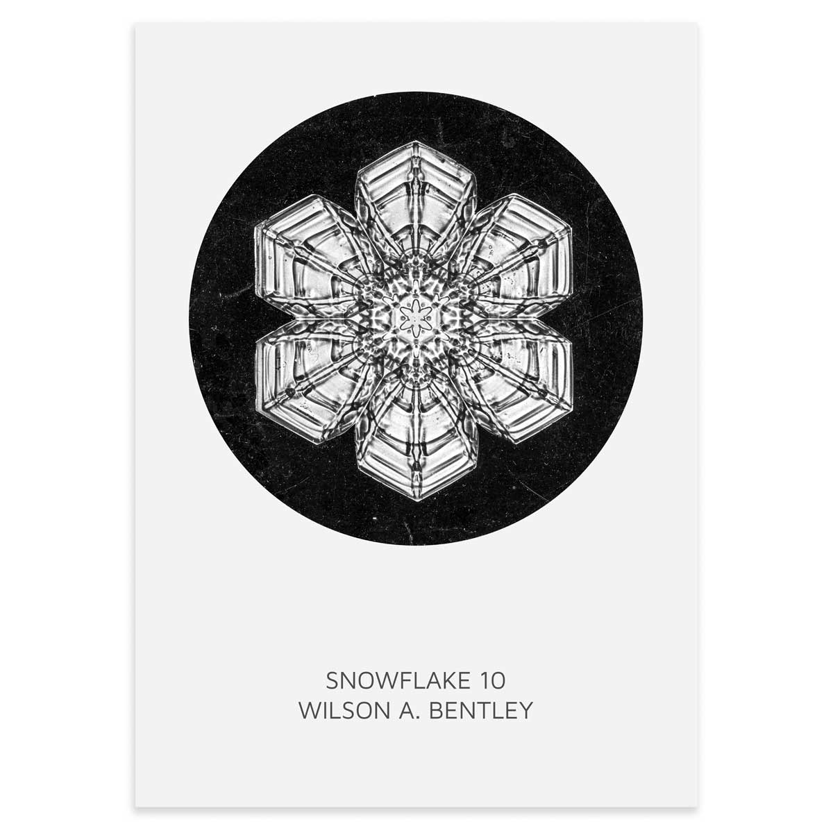 Snefnug plakat - Snowflake 10 - Wilson Bentley - Aruhana - 50x70cm