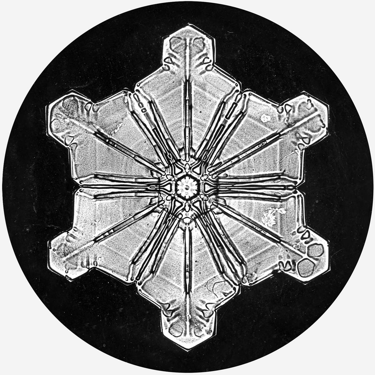 Detalje - Snefnug plakat - Snowflake 976 - Wilson Bentley - Aruhana