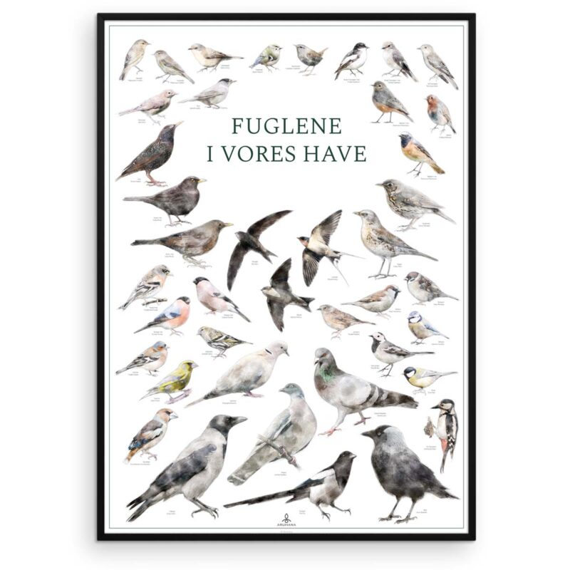 Plakat med fugle – Fuglene i vores have - Aruhana