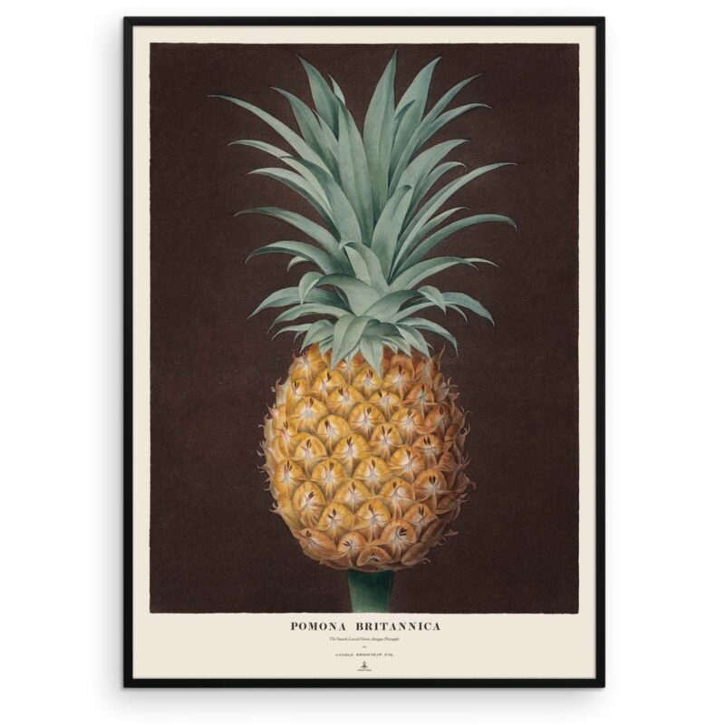 Ananas Plakat - Green Antigua Pineapple - Pomona Britannica
