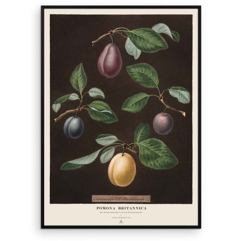 Blomme Plakat - Magnum & Perdrigon Plums - Pomona Britannica