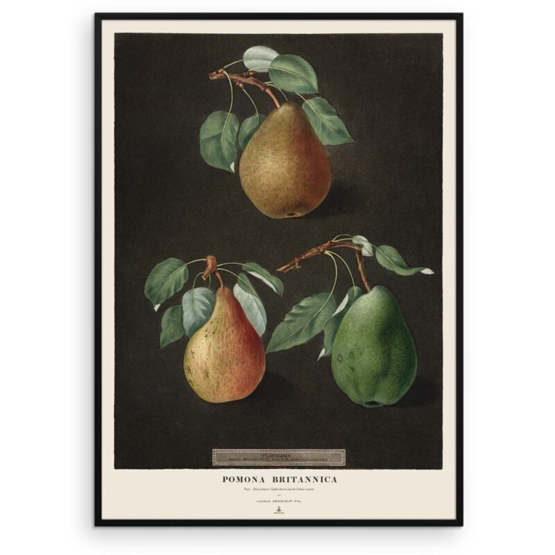 Pære plakat - Beurre & Colmar Pears - Pomona Britannica