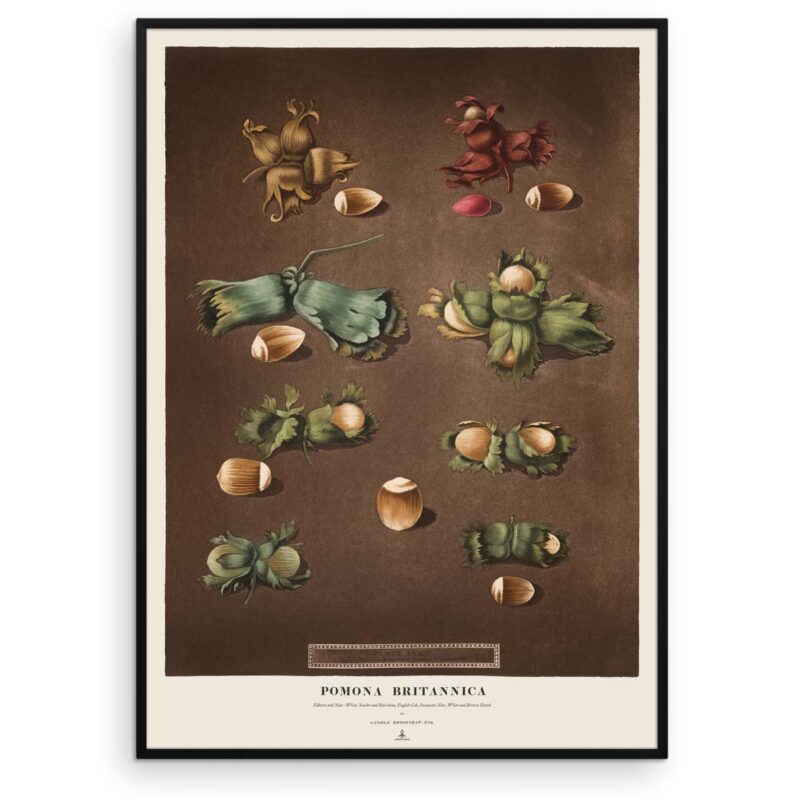 Hasselnød plakat - Filberts and Nuts - Pomona Britannica - Aruhana