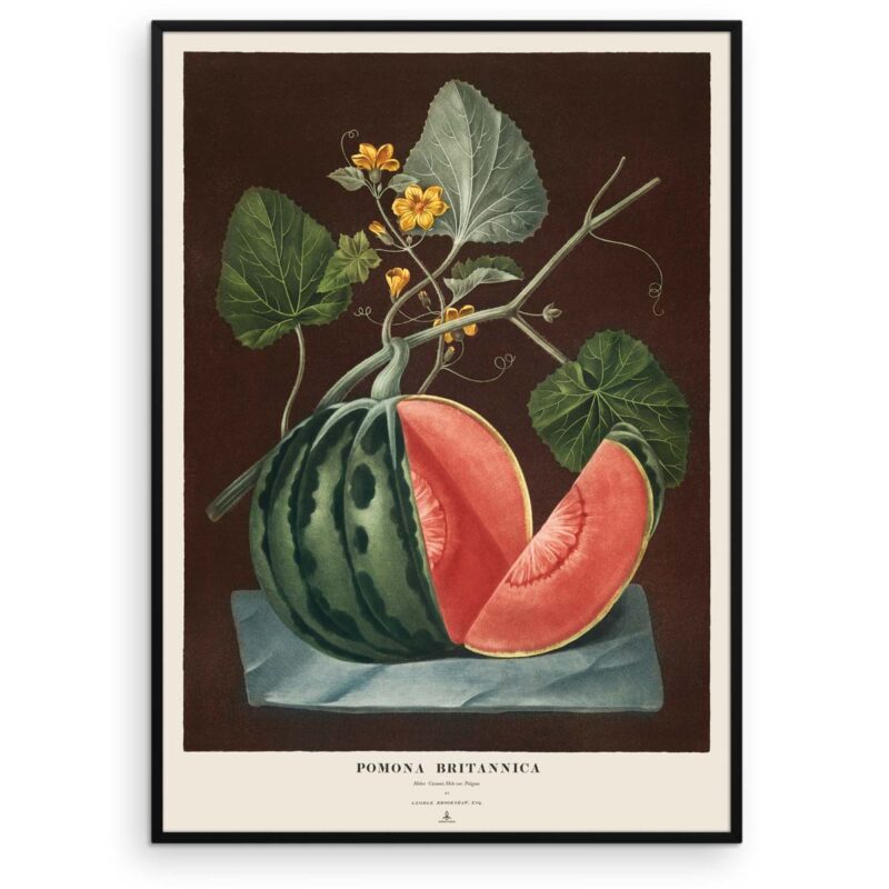 Melon plakat - Cucumis Melo var. Polignac - Pomona Britannica - Aruhana